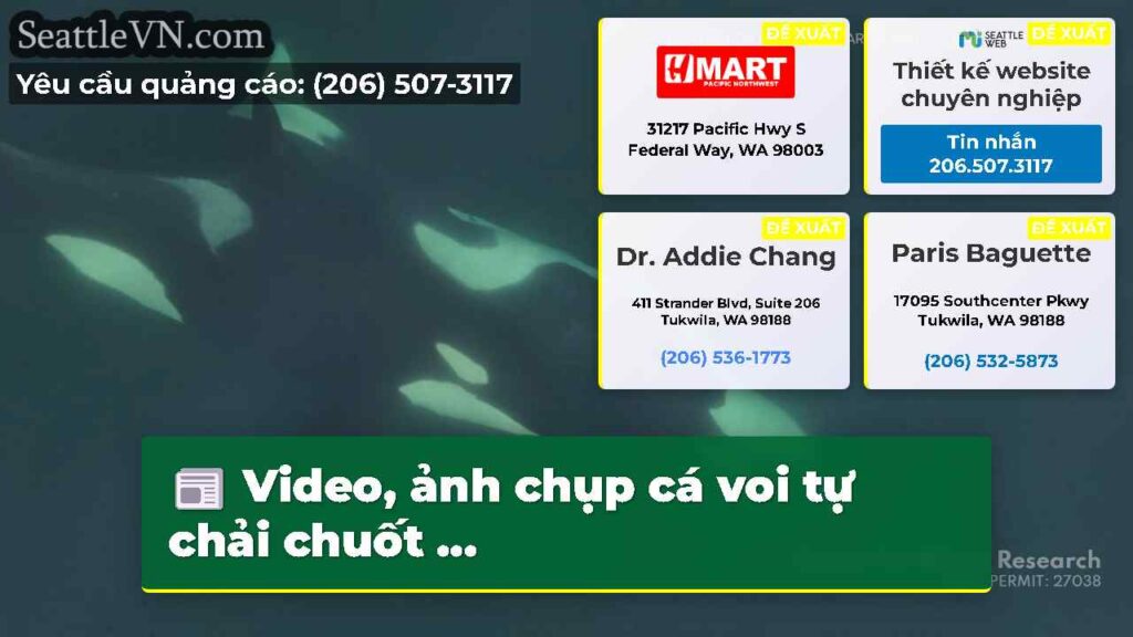 Video, ảnh chụp cá voi tự chải chuốt ...