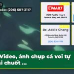 Video ảnh chụp cá voi tự chải chuốt …