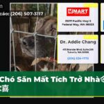 Chó Săn Mất Tích Trở Nhà令家人欣喜