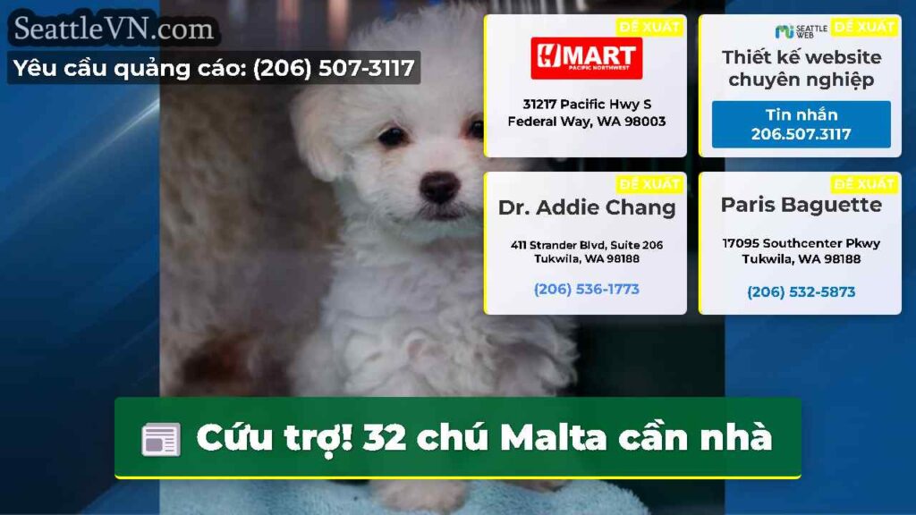 Cứu trợ! 32 chú Malta cần nhà