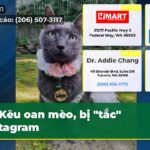 Kêu oan mèo bị “tắc” Instagram