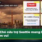 Chó cứu trợ Seattle mang lại niềm vui