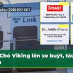 Chó Viking lên xe buýt tàu hỏa