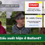 Gấu xuất hiện ở Ballard?