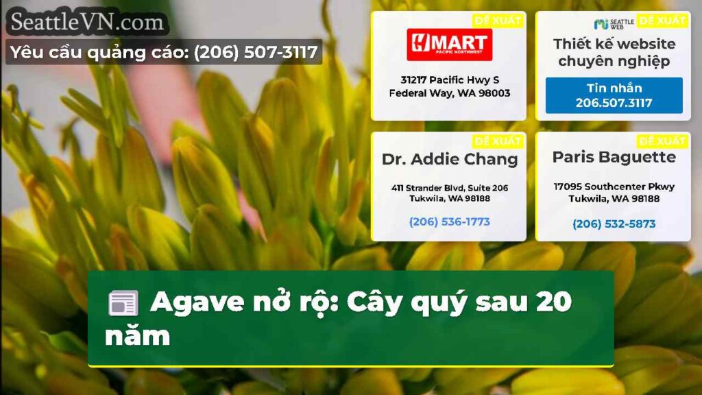 Agave nở rộ: Cây quý sau 20 năm