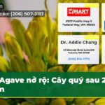 Agave nở rộ Cây quý sau 20 năm