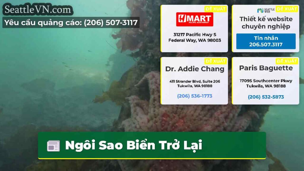 Ngôi Sao Biển Trở Lại