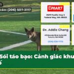 Sói táo bạo Cảnh giác khu phố