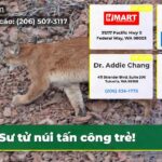 Sư tử núi tấn công trẻ!