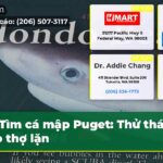 Tìm cá mập Puget Thử thách cho thợ lặn