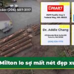 Milton lo sợ mất nét đẹp xưa