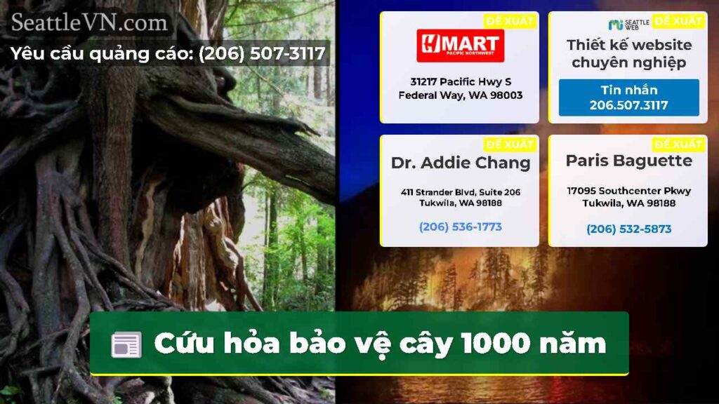 Cứu hỏa bảo vệ cây 1000 năm
