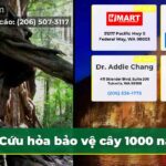 Cứu hỏa bảo vệ cây 1000 năm