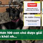 Hơn 100 con chó được giải cứu khỏi nh…
