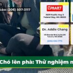 Chó lên phà Thử nghiệm mới!