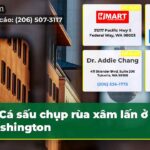 Cá sấu chụp rùa xâm lấn ở Washington