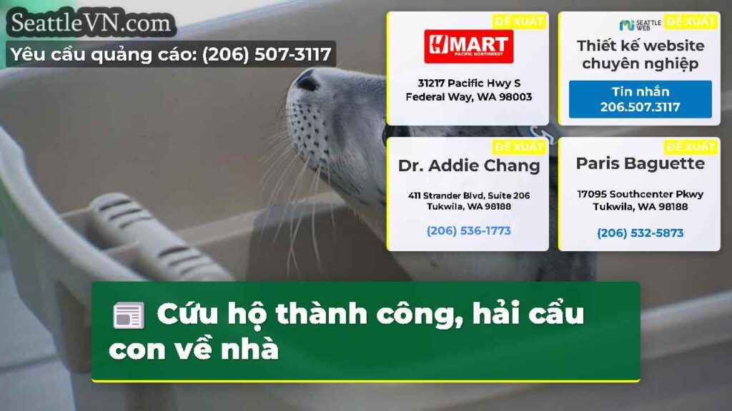 Cứu hộ thành công, hải cẩu con về nhà