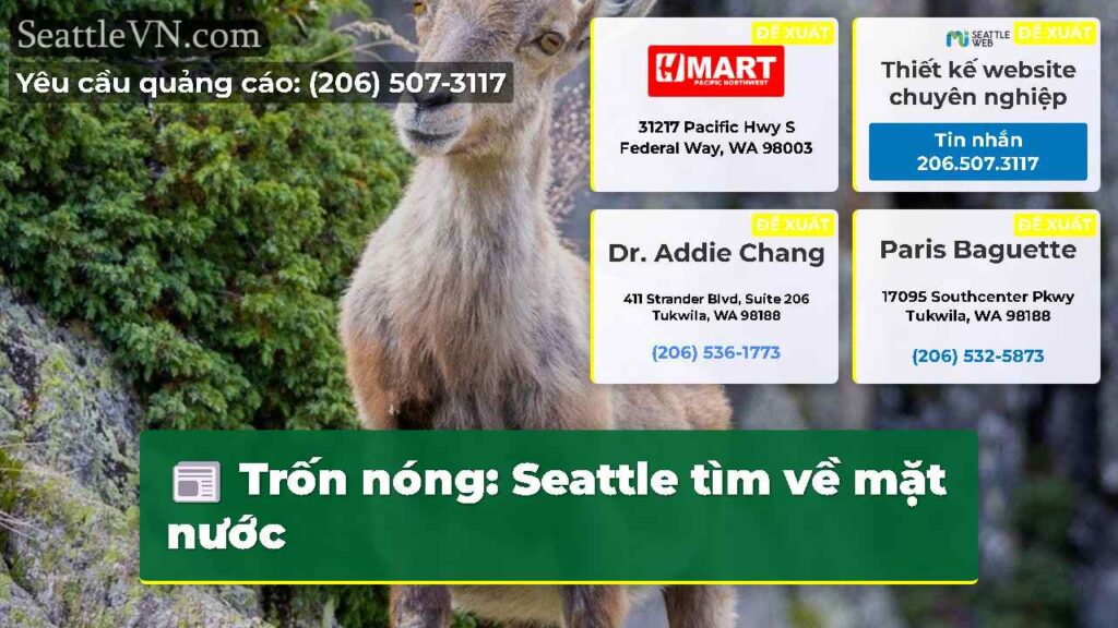 Trốn nóng: Seattle tìm về mặt nước
