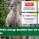 Trốn nóng Seattle tìm về mặt nước
