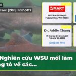 Nghiên cứu WSU mới làm sáng tỏ về các…