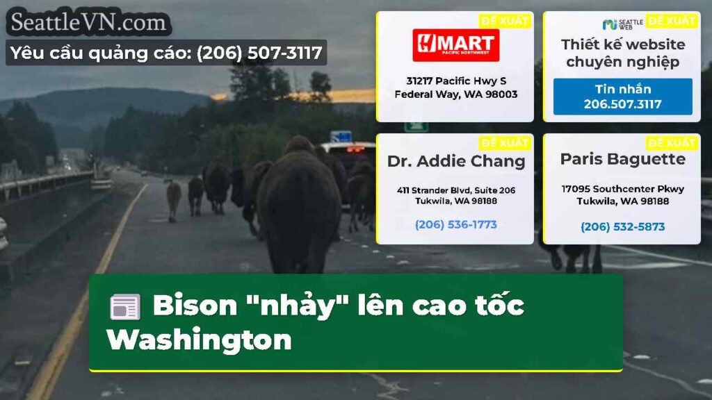 Bison "nhảy" lên cao tốc Washington