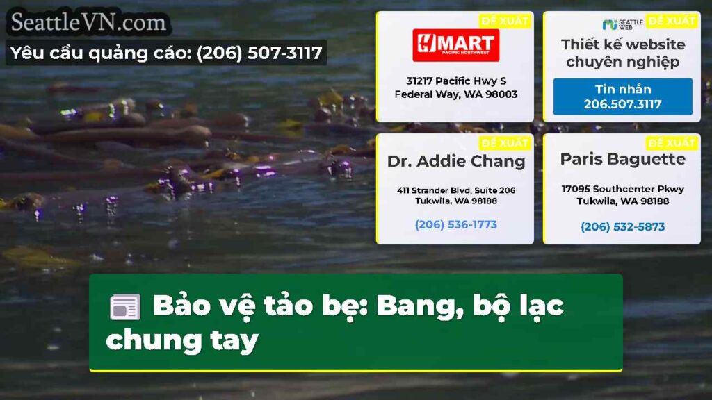Bảo vệ tảo bẹ: Bang, bộ lạc chung tay