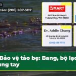 Bảo vệ tảo bẹ Bang bộ lạc chung tay