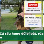 Cá sấu hung dữ bị bắt rùa an toàn