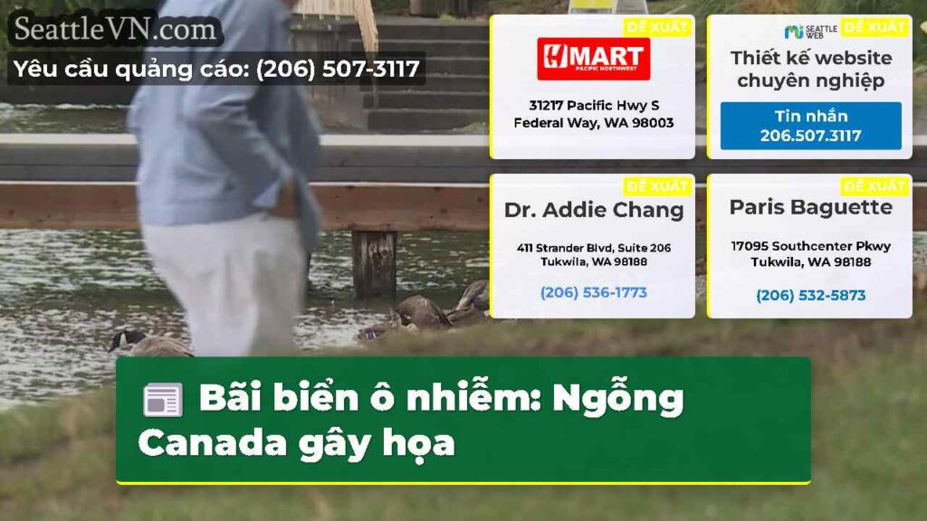 Bãi biển ô nhiễm: Ngỗng Canada gây họa