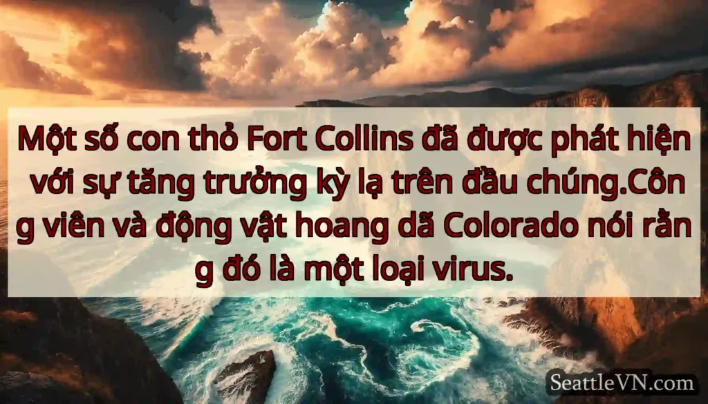 Một số con thỏ Fort Collins đã được phát hiện với