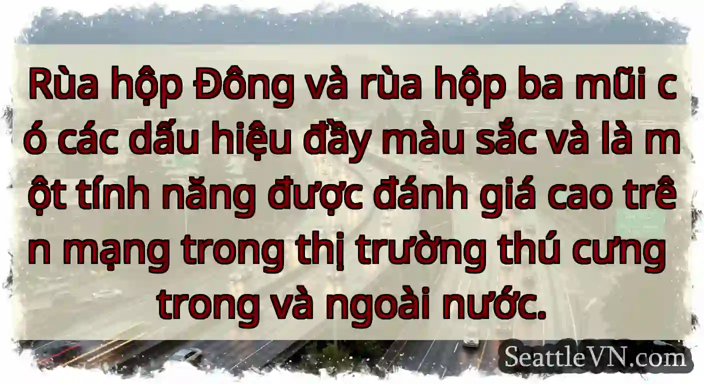 Rùa hộp Đông và rùa hộp ba mũi có các dấu hiệu