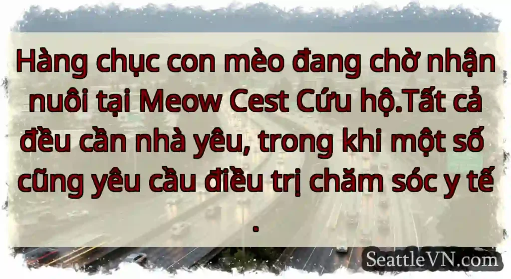 Hàng chục con mèo đang chờ nhận nuôi tại Meow