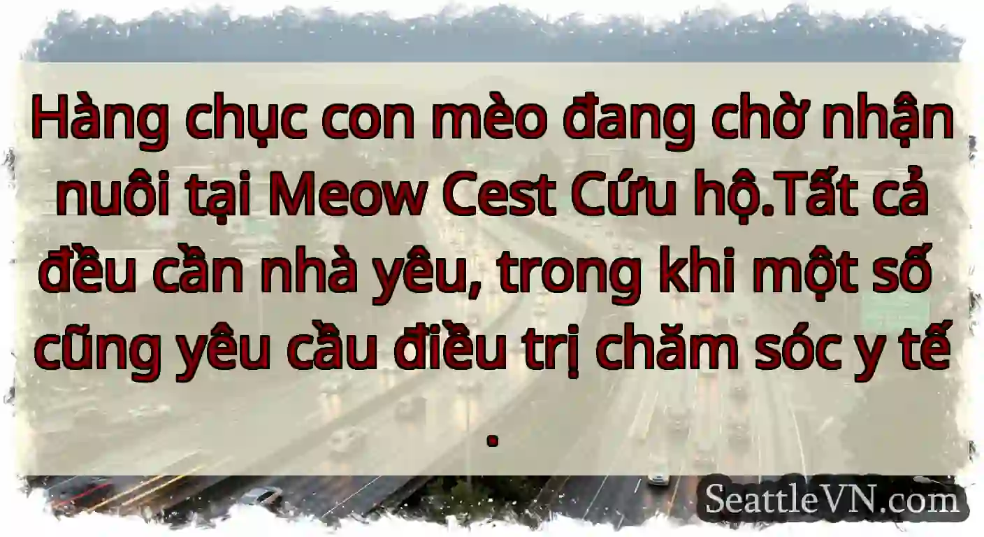 Hàng chục con mèo đang chờ nhận nuôi tại Meow