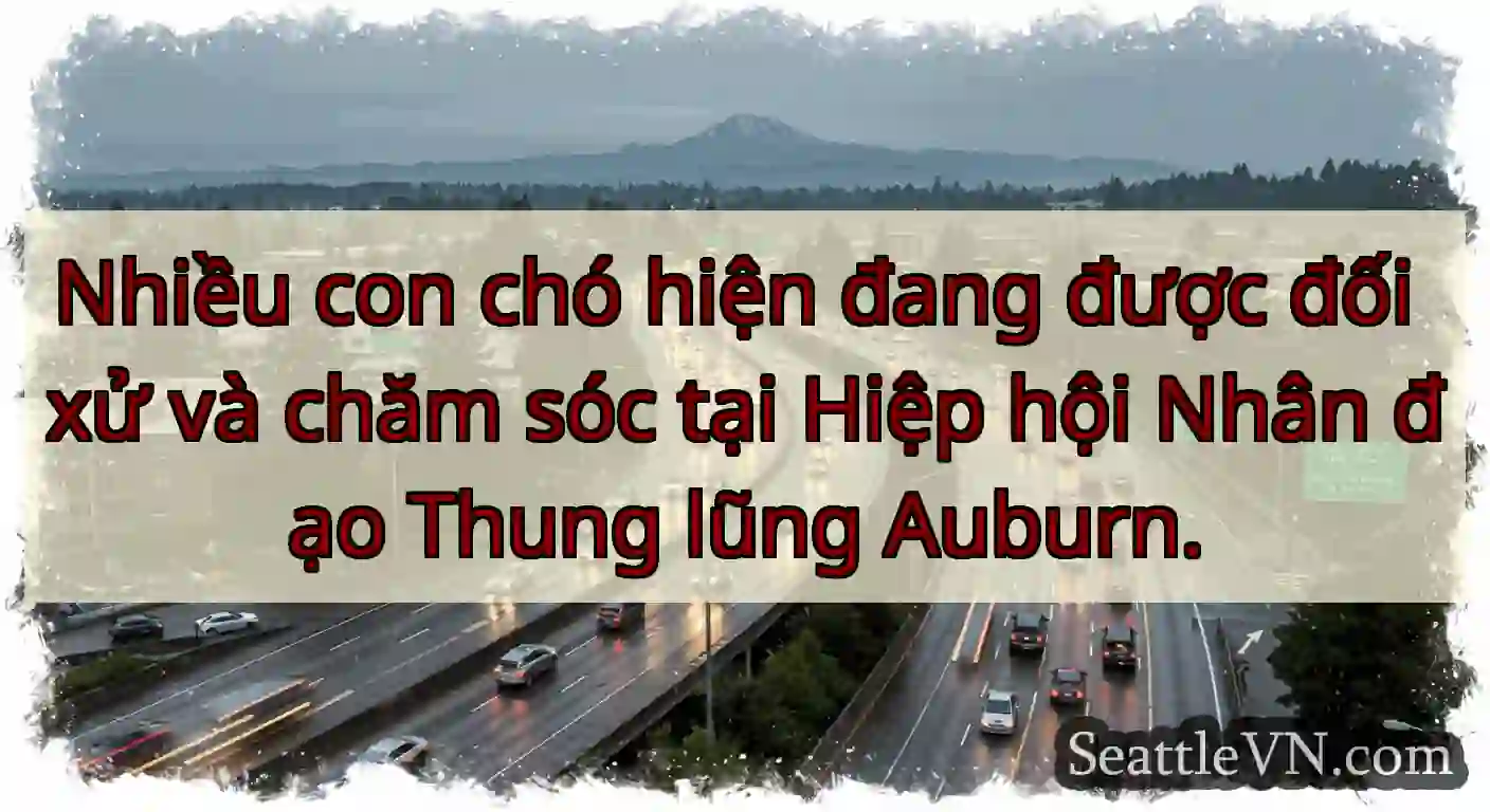 Nhiều con chó hiện đang được đối xử và chăm sóc