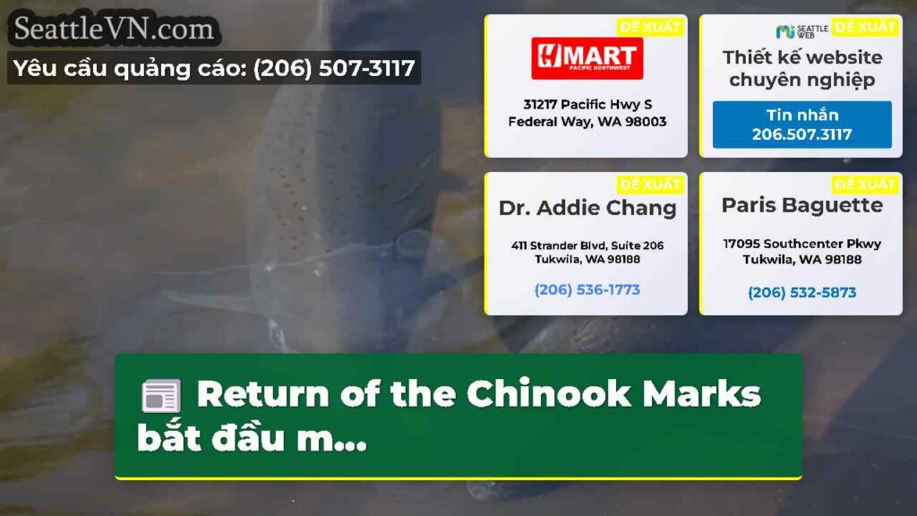 Return of the Chinook Marks bắt đầu m...