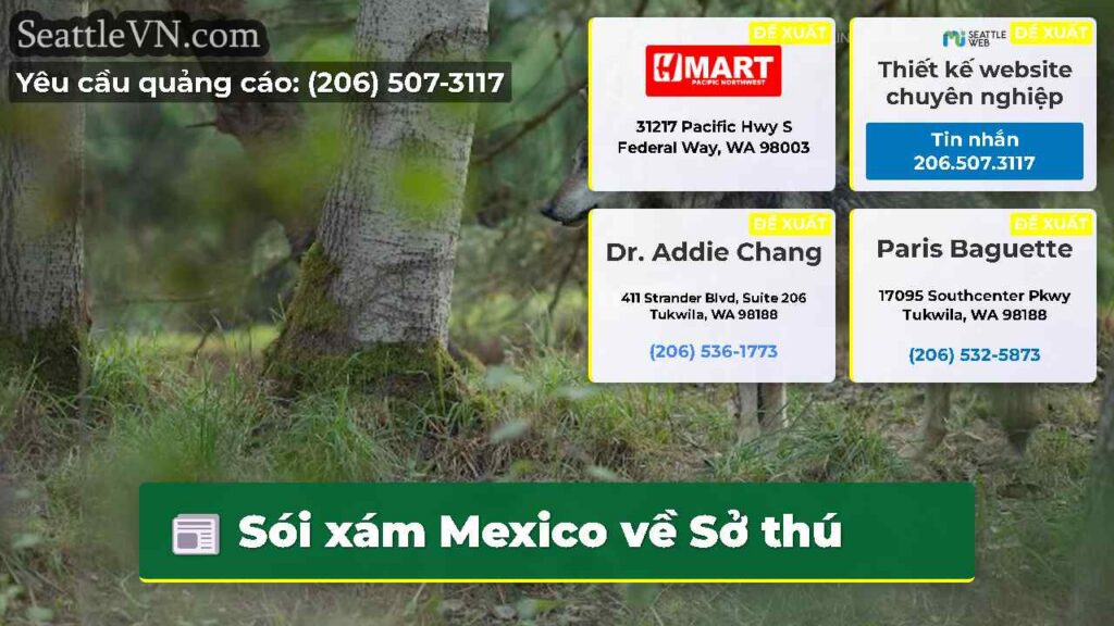 Sói xám Mexico về Sở thú