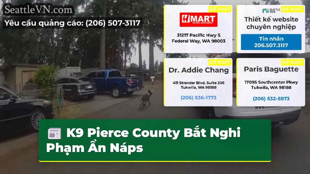 K9 Pierce County Bắt Nghi Phạm Ẩn Náps