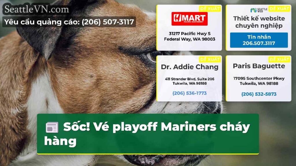 Sốc! Vé playoff Mariners cháy hàng