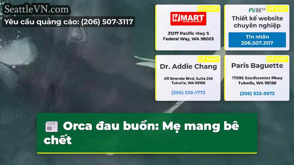 Orca đau buồn: Mẹ mang bê chết