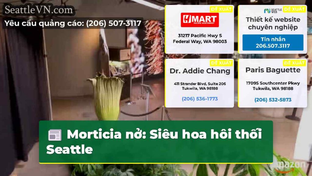 Morticia nở: Siêu hoa hôi thối Seattle