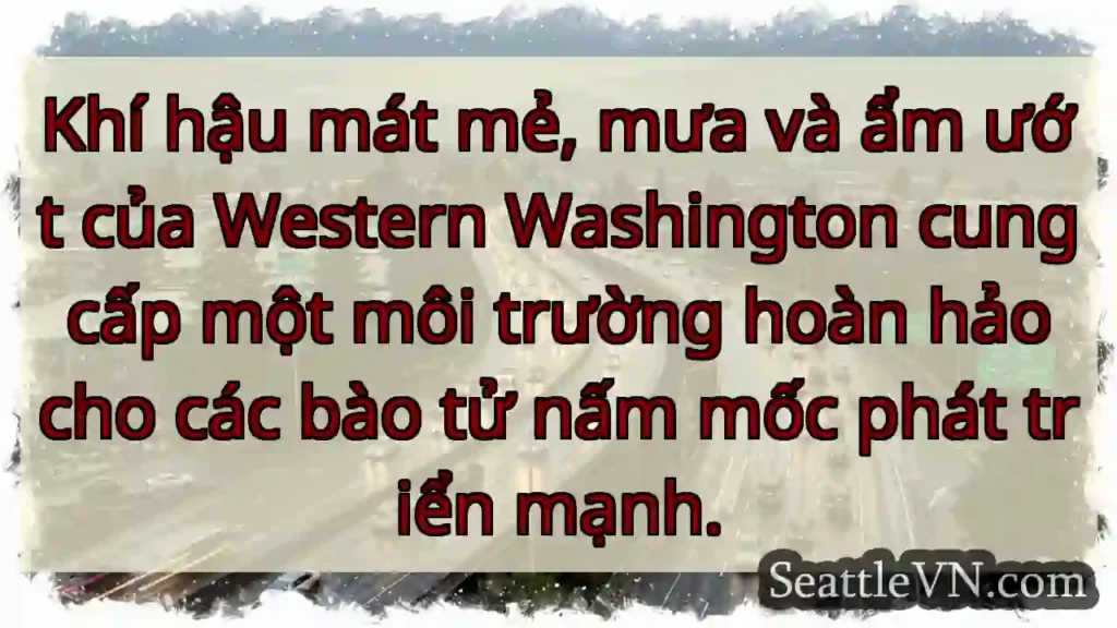 Khí hậu mát mẻ, mưa và ẩm ướt của Western