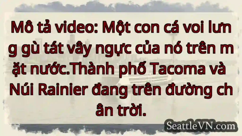 Mô tả video: Một con cá voi lưng gù tát vây ngực