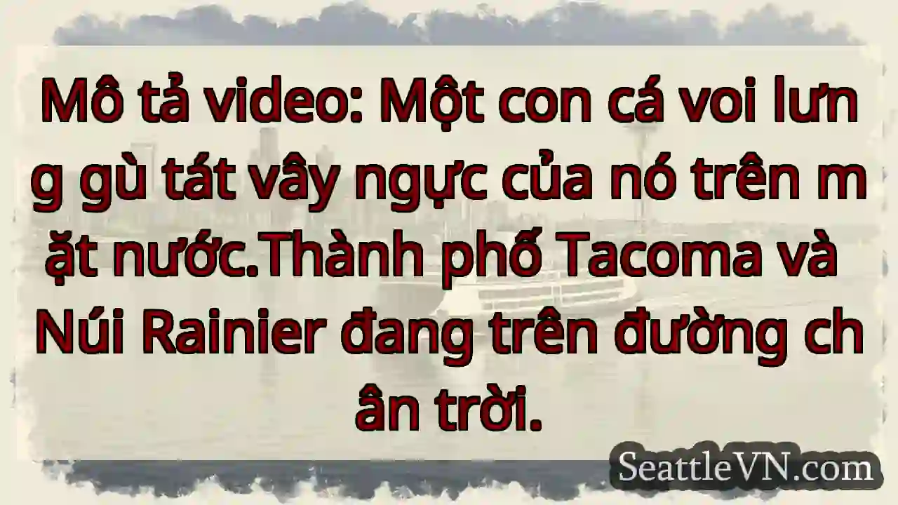 Mô tả video: Một con cá voi lưng gù tát vây ngực