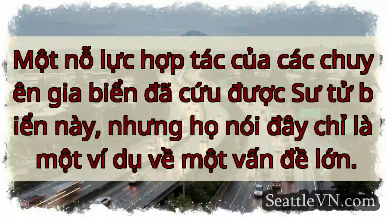 Một nỗ lực hợp tác của các chuyên gia biển đã cứu