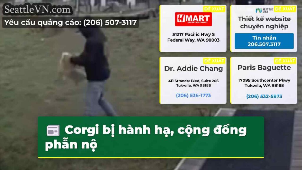 Corgi bị hành hạ, cộng đồng phẫn nộ