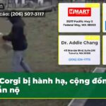 Corgi bị hành hạ cộng đồng phẫn nộ