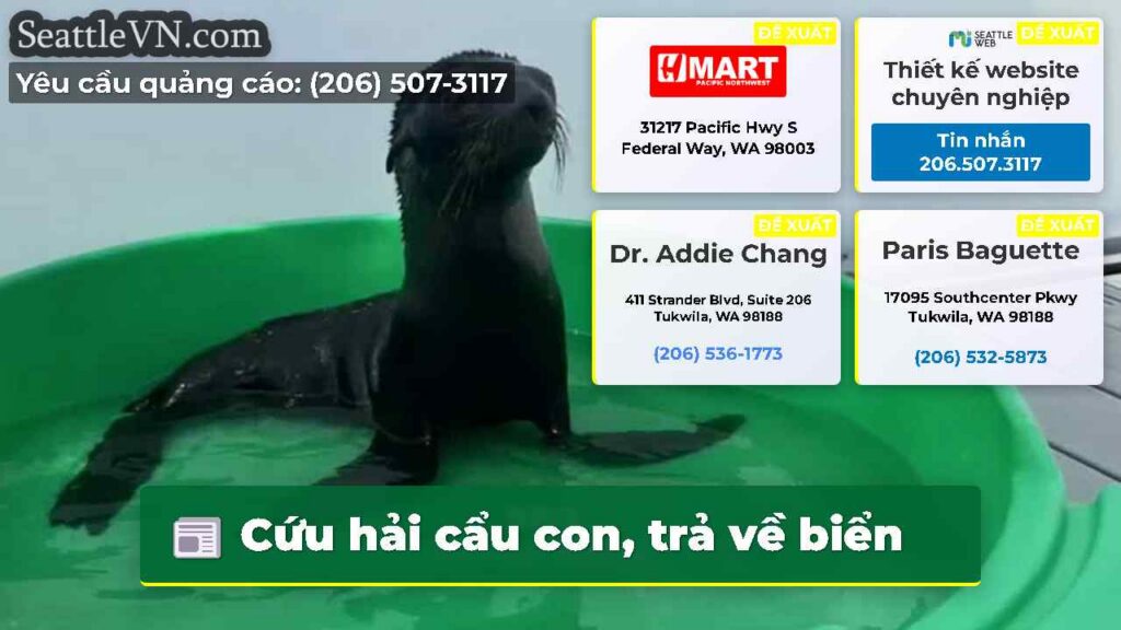 Cứu hải cẩu con, trả về biển