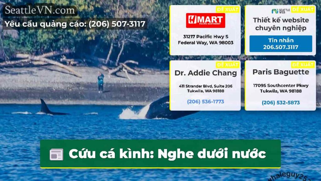 Cứu cá kình: Nghe dưới nước