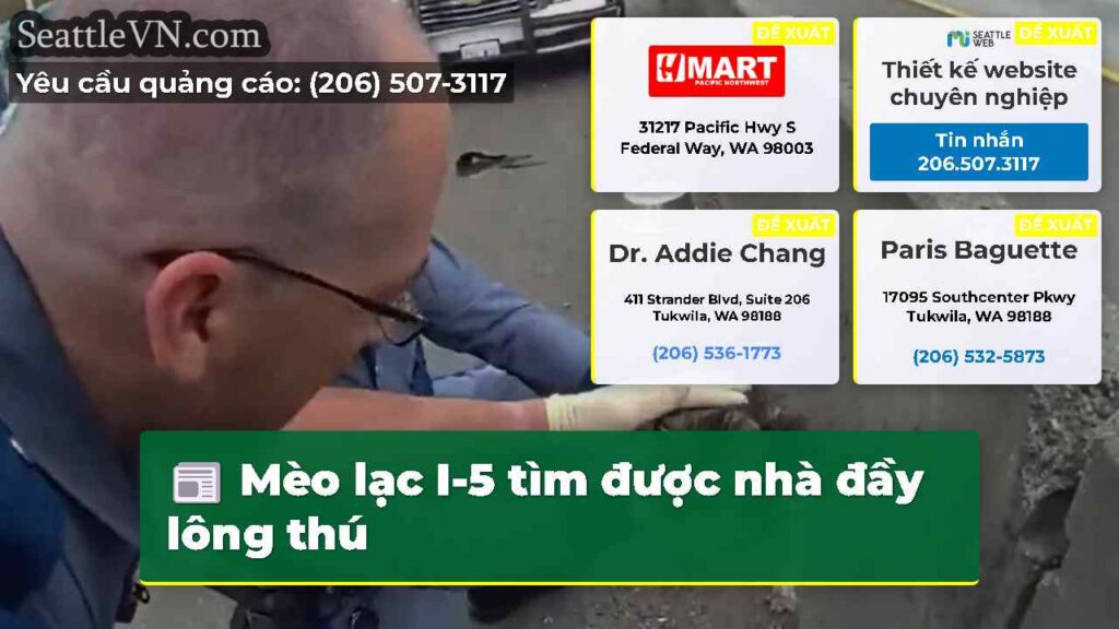 Mèo lạc I-5 tìm được nhà đầy lông thú