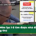 Mèo lạc I-5 tìm được nhà đầy lông thú